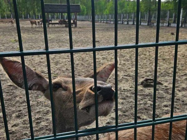 Из Бреста в сердце природы — Беловежскую пущу - фото 2