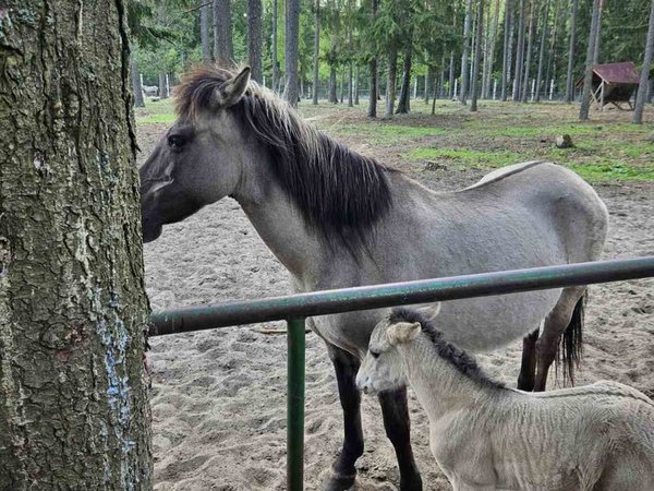 Из Бреста в сердце природы — Беловежскую пущу - фото 3