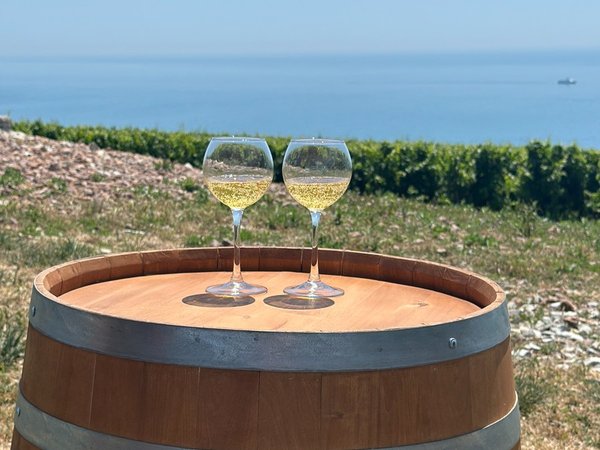 От секретного терруара к винной короне: «Криница» и «Шато Де Талю» из Геленджика