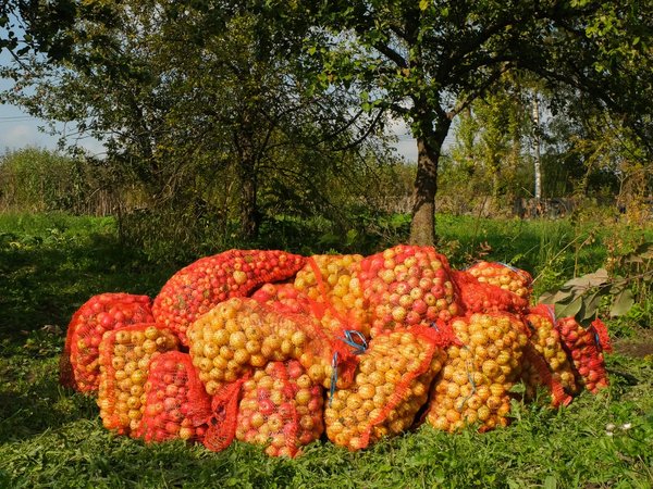 В Царское Село — на сидрерию с дегустацией (18+) - фото 1
