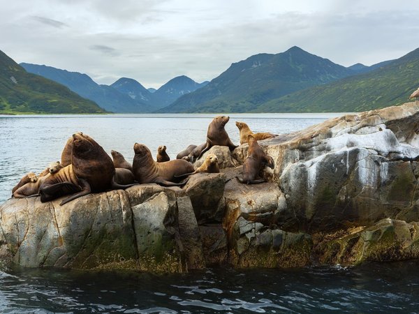В гости к сивучам: морское путешествие к мысу Кекурный - фото 4
