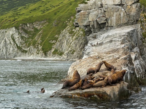 В гости к сивучам: морское путешествие к мысу Кекурный - фото 1