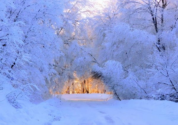 Волшебный День в Лесу Сабадури и Хрониках Грузии - фото 3