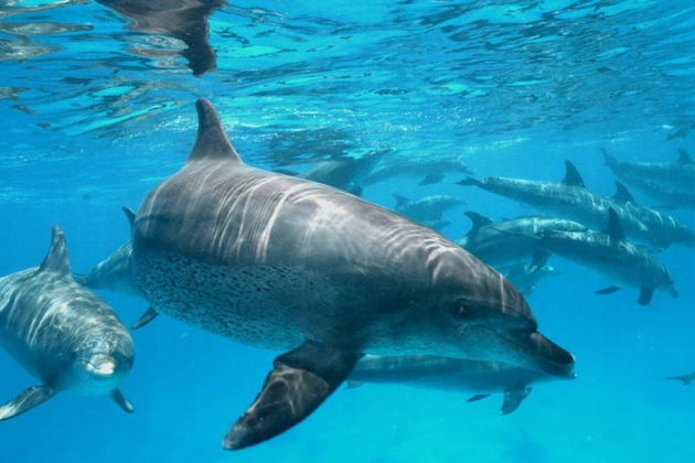 Фото экскурсии - Сноркелинг на островах Хамата или рифе Сатайя в Марса-Аламе с включенным обедом - 12