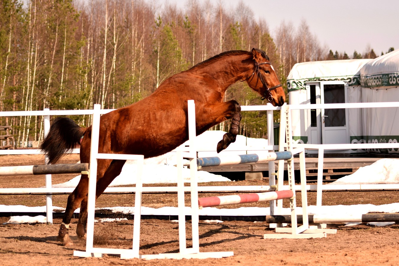 В гости в лошадям: из Кашина — на экспериментальное конное хозяйство
