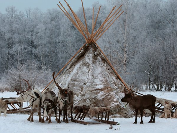 На зооферму в Дзержинском — к северным оленям и хаски - фото 1