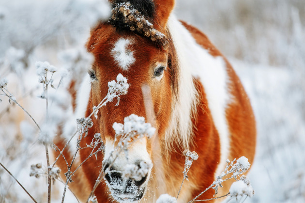 Фото - экскурсия: Верховая прогулка вокруг Кисловодска до села Элькуш