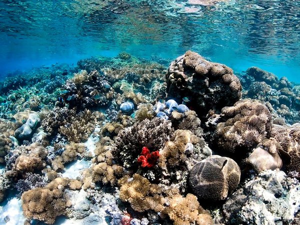 Морская прогулка на частной лодке по островам Гили + снорклинг с черепахами - фото 3