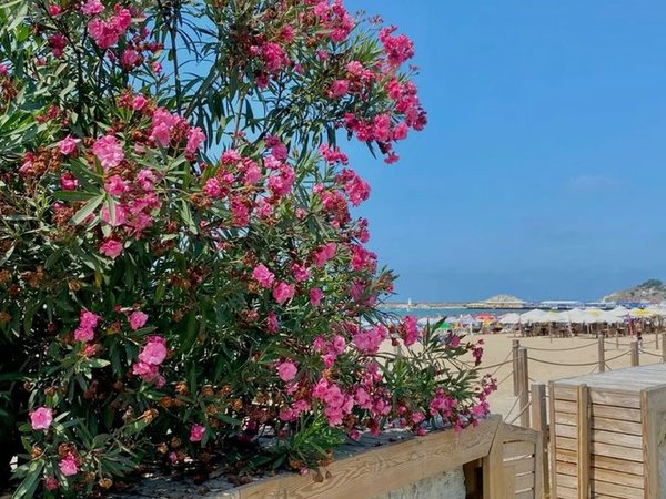 Пляжный отдых в Шиле: море, бассейн и релакс вдали от Стамбула - фото 4
