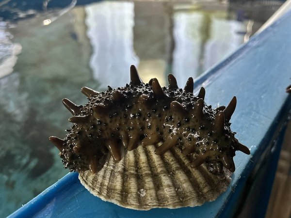 Морские деликатесы острова Русский - фото 4