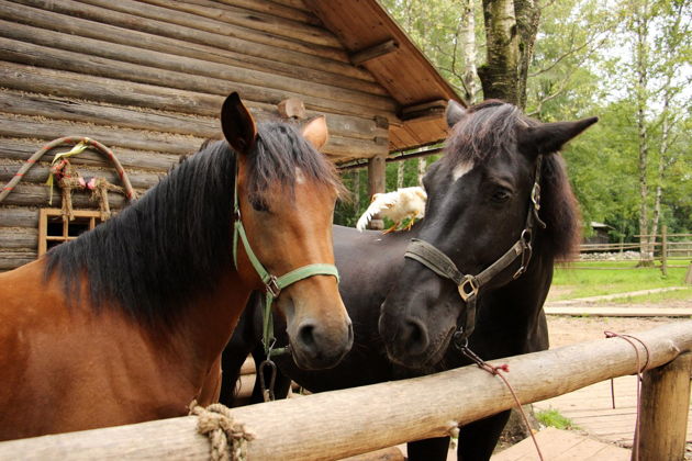 Фото экскурсии - Великий Новгород - душа русской земли - 1