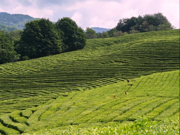 Сбор чая на рассвете и купание в водопаде - фото 4