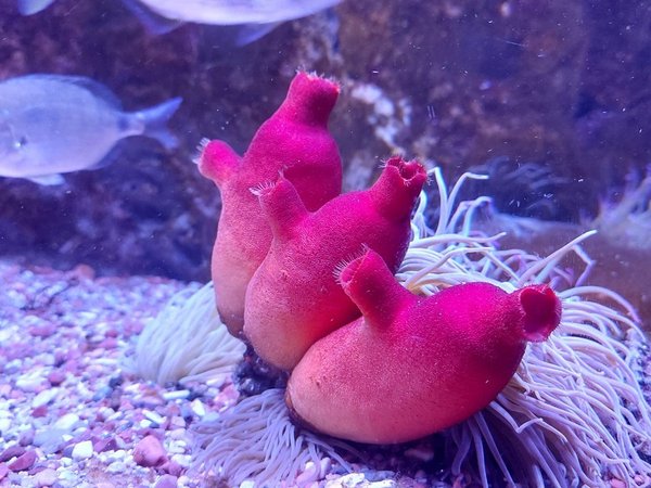 Подводный мир Боко-Которского залива - фото 2