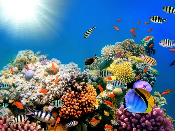 Дайвинг в фантастическом Красном море - фото 1
