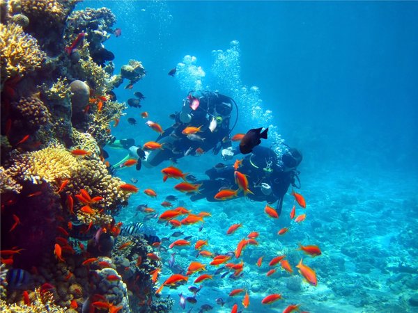 Дайвинг в фантастическом Красном море - фото 4