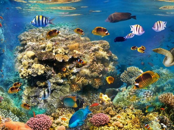 Прогулка из Хургады на красивой яхте по Красному морю - фото 2
