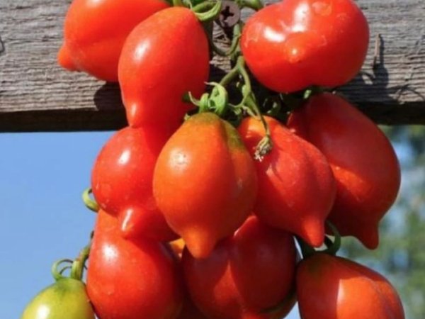 Лимонный рай возле Везувия: мастер-класс от шеф-повара - фото 3