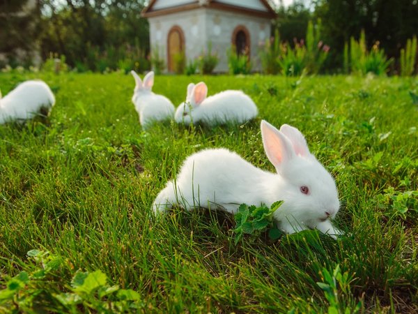 Экскурсия по усадьбе 18 века Скорняково-Архангельское - фото 4