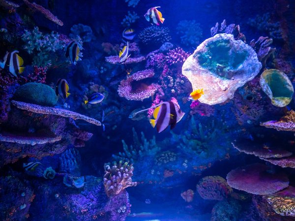 Трансфер в Antalya Aquarium из Белека (входные билеты включены) - фото 3