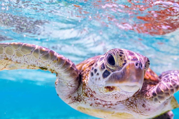 Фото экскурсии - Прогулка по морю к острову Сулуада - 13