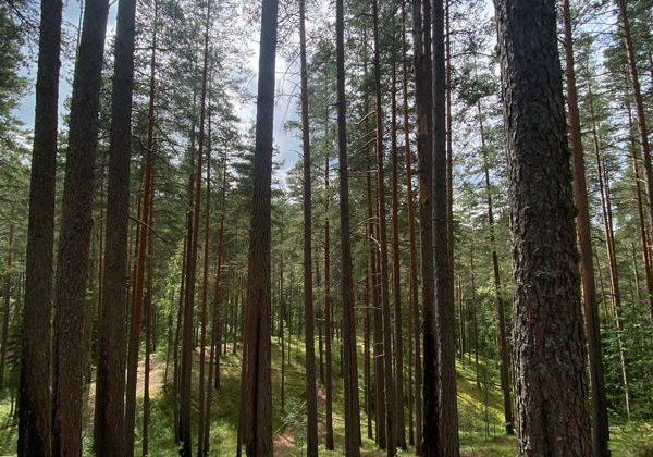 Велопрогулка по экотропе «Гряда Вярямянселькя» - фото 3
