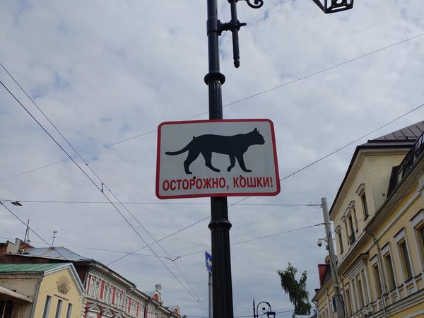 Нижегородские мурлыки - фото 1