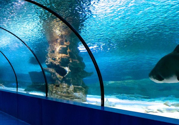 Океанариум Анталии: нырни в подводный мир  - фото 3
