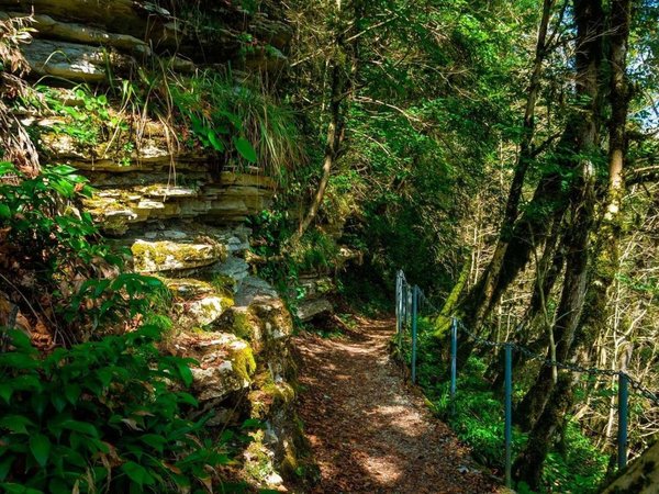 Круглогодичный оазис Сочи: Тисо-самшитовая роща и Чёртовы ворота - фото 1