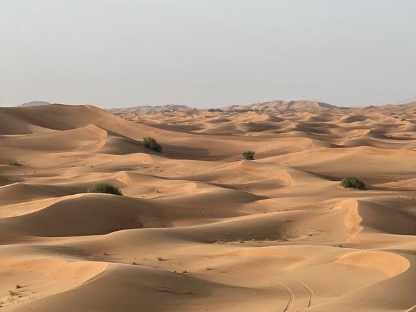 Утреннее сафари - фото 4