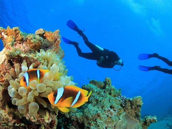 Дайвинг у Мышиного острова и в бухтах Чалтыджак — из Антальи