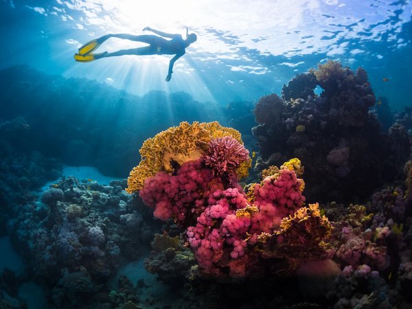 Индивидуальный дайвинг у берега Красного моря - фото 1