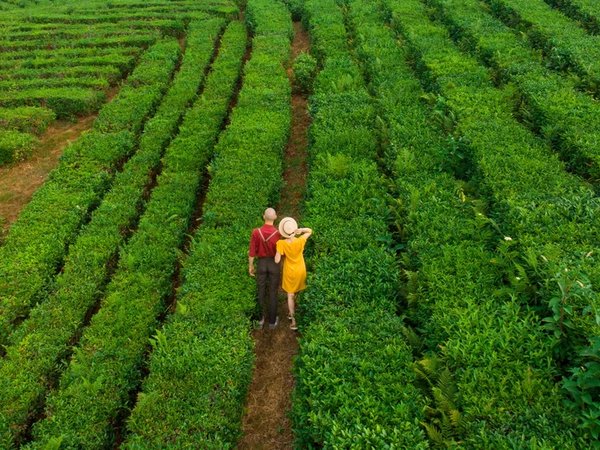 Из Сочи — на экоферму, винодельни и чайные плантации - фото 1