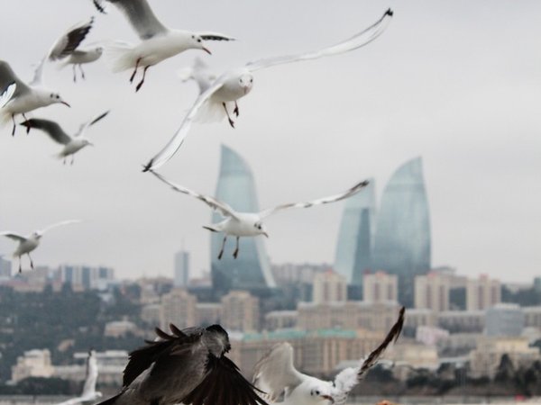 Персональное погружение в колорит Азербайджана: Баку, огни Апшерона и природные чудеса - фото 3