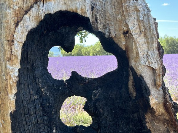 В объятия Прованса и лавандовых грёз — из Ниццы и Канн - фото 4