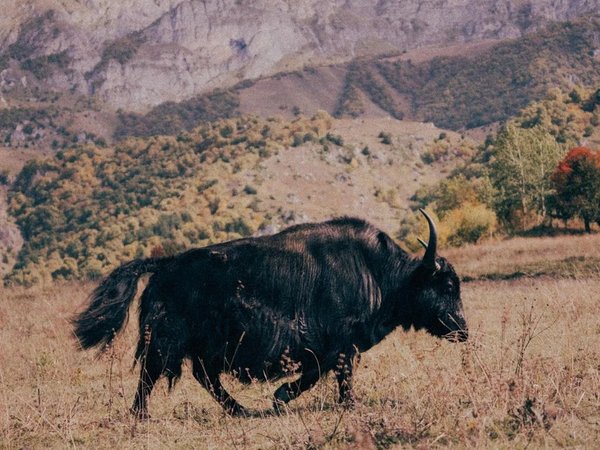 Самые большие курорты Кавказа за 3 дня: Эльбрус, Домбай и Архыз (в мини-группе) - фото 1