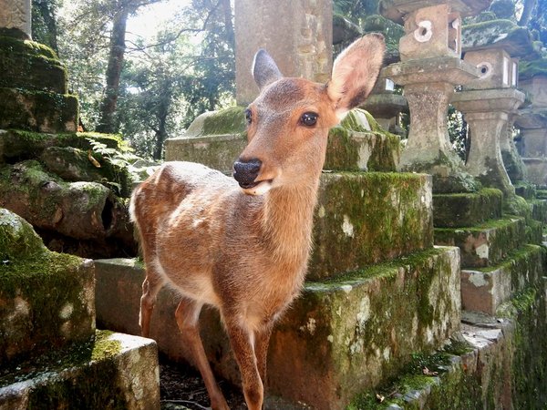 Древняя столица Нара: история, архитектура, олени - фото 2