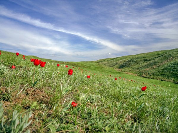 На выходные в Калмыкию: Элиста и цветущие степи - фото 1