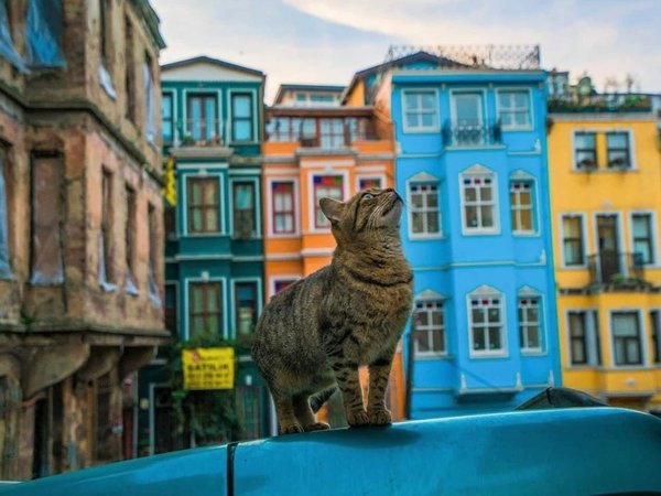 Стамбул — это не только Султанахмет! - фото 3