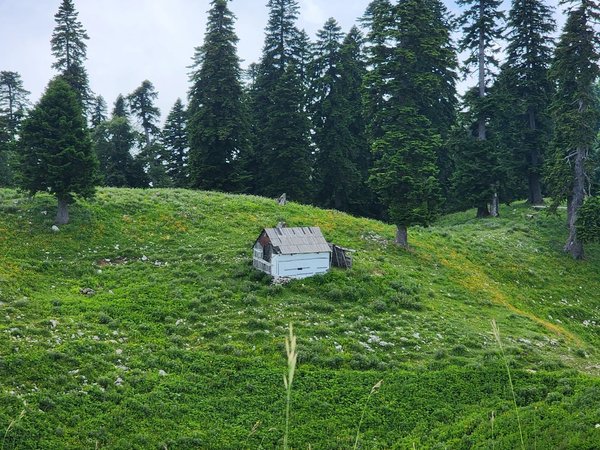 Гора Мамдзышха: 2000 метров восторга над уровнем моря (из Гагры) - фото 1