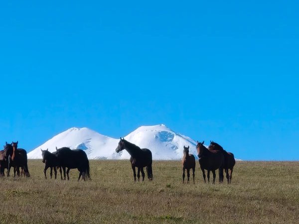 Джилы-Су за 1 день: незабываемое путешествие на джипах