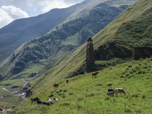 Аргунское ущелье и некрополь Цой-Педе - фото 2