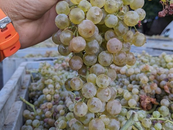Азовское море и «Поместье Голубицкое»: открыть русскую Шампань - фото 2