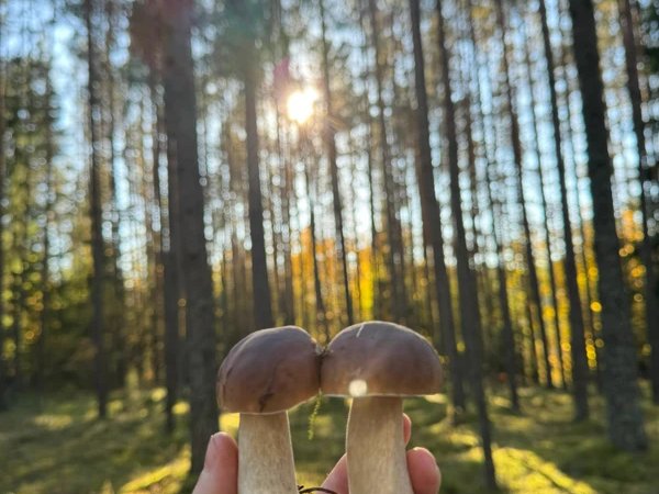 Грибная прогулка в лесу под Вильнюсом