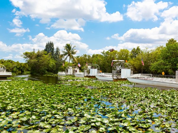 Сафари с аллигаторами в нацпарке «Эверглейдс» - фото 3