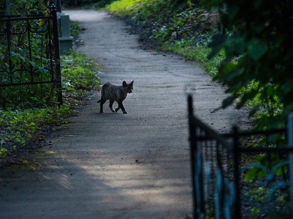 Нижегородский некрополь: Бугровское кладбище - фото 3