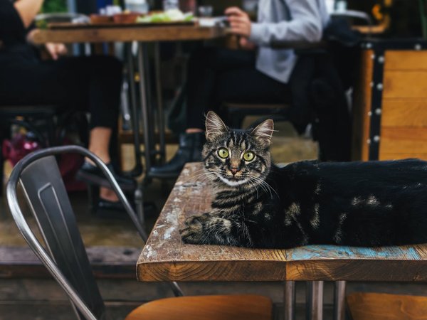 Вкусы Востока: нетуристические места в сердце Стамбула - фото 2
