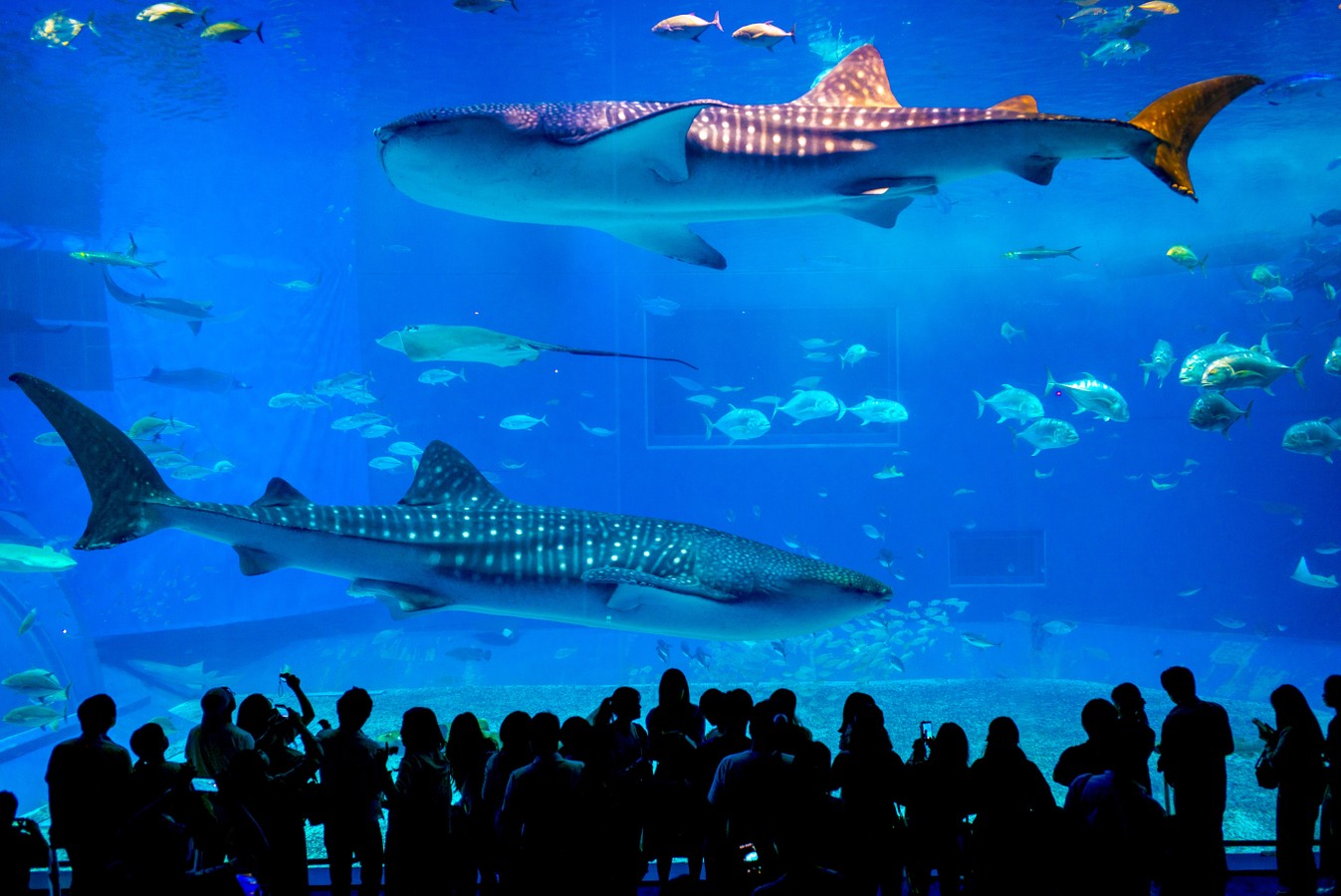 Ocean Expo Park — океанариум Тюрауми