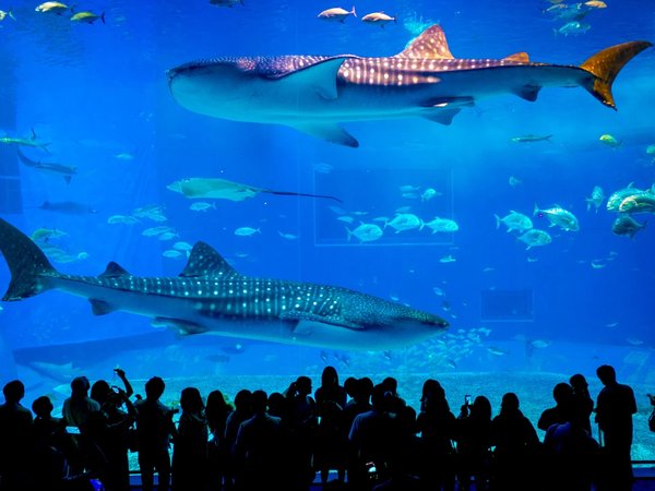 Ocean Expo Park — океанариум Тюрауми - фото 1