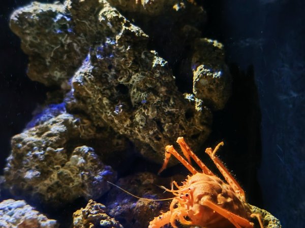Ocean Expo Park — океанариум Тюрауми - фото 2