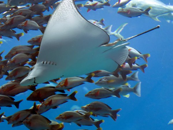 Ocean Expo Park — океанариум Тюрауми - фото 4